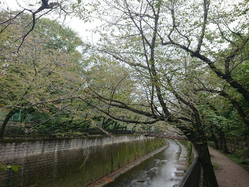 石神井川